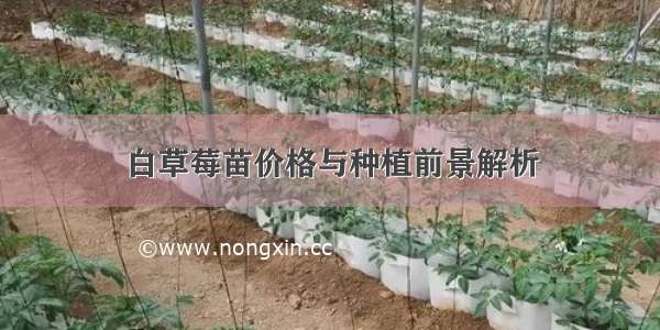 白草莓苗价格与种植前景解析