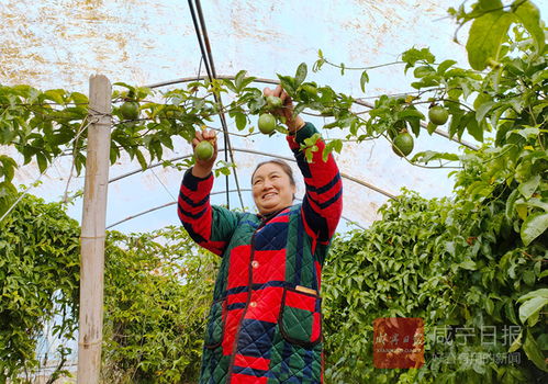 中国农业科学院茶叶研究所推介新品种‘中茶142’：黄化茶树的成果介绍